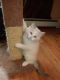 Ragdoll Cats for sale in Carthage, NY 13619, USA. price: NA