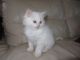 Ragdoll Cats for sale in Bakersfield, CA, USA. price: NA