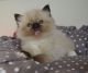 Ragdoll Cats for sale in Jersey City, NJ, USA. price: NA