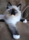 Ragdoll Cats for sale in Austin, TX, USA. price: NA