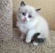 Ragdoll Cats for sale in Peoria, AZ, USA. price: $550