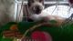 Ragdoll Cats for sale in El Cajon, CA, USA. price: NA