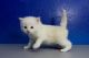 Ragdoll Cats for sale in Aurora, IL, USA. price: $300
