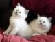 Ragdoll Cats for sale in Berkeley, CA, USA. price: NA