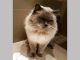 Ragdoll Cats for sale in Berkeley, CA, USA. price: NA