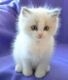 Ragdoll Cats for sale in Cambridge, MA, USA. price: $350