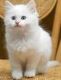 Ragdoll Cats for sale in Cambridge, MA, USA. price: $350