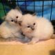 Ragdoll Cats for sale in Lexington, KY, USA. price: NA
