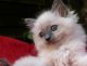 Ragdoll Cats for sale in Lexington, KY, USA. price: $400