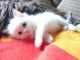 Ragdoll Cats for sale in Afton, WY 83110, USA. price: NA