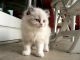 Ragdoll Cats for sale in Arlington, TX, USA. price: NA