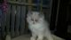 Ragdoll Cats for sale in Lansing, MI, USA. price: NA
