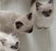 Ragdoll Cats for sale in Huntsville, AL, USA. price: $300