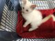 Ragdoll Cats for sale in Sussex, NJ 07461, USA. price: NA