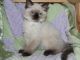 Ragdoll Cats for sale in Washington, VA 22747, USA. price: NA