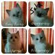 Ragdoll Cats for sale in Prior Lake, MN, USA. price: $400
