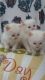 Ragdoll Cats for sale in California St, San Francisco, CA, USA. price: NA