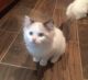 Ragdoll Cats for sale in St Paul, MN 55105, USA. price: $300