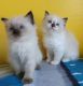 Ragdoll Cats for sale in Chicago Private, Ottawa, ON K2A 3G9, Canada. price: $500