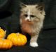 Ragdoll Cats for sale in Warsaw, IN 46582, USA. price: NA