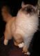 Ragdoll Cats for sale in Nashua, NH, USA. price: NA