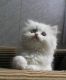 Ragdoll Cats for sale in Los Angeles City Hall, 200 N Spring St, Los Angeles, CA 90012, USA. price: NA