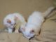 Ragdoll Cats for sale in San Jose, CA, USA. price: $100