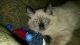 Ragdoll Cats for sale in Chattanooga, TN, USA. price: $700