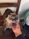 Ragdoll Cats for sale in 2320 Cres Creek Dr, Raleigh, NC 27606, USA. price: $300