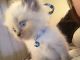 Ragdoll Cats for sale in West Lafayette, IN, USA. price: NA
