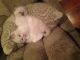 Ragdoll Cats for sale in Lexington, SC, USA. price: NA