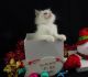Ragdoll Cats for sale in Peachtree Rd NE, Atlanta, GA, USA. price: $250