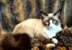 Ragdoll Cats for sale in Danville, VA, USA. price: NA