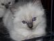 Ragdoll Cats for sale in Troutman, NC, USA. price: NA