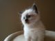 Ragdoll Cats for sale in New Haven, CT, USA. price: NA