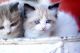 Ragdoll Cats for sale in Weatherford, TX, USA. price: NA