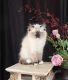 Ragdoll Cats for sale in Ellensburg, WA, USA. price: NA