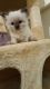 Ragdoll Cats for sale in Ohio City, Cleveland, OH, USA. price: $400