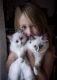 Ragdoll Cats for sale in Salt Lake City, UT, USA. price: $450