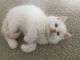 Ragdoll Cats for sale in Cleveland, OH 44114, USA. price: $650