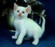 Ragdoll Cats for sale in Oklahoma City, OK, USA. price: $400