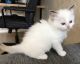 Ragdoll Cats for sale in San Francisco, CA 94124, USA. price: $500