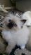 Ragdoll Cats for sale in Franklin, NC 28734, USA. price: $850