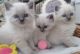 Ragdoll Cats for sale in Bakersfield, CA, USA. price: NA