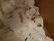 Ragdoll Cats for sale in W Broward Blvd, Plantation, FL 33388, USA. price: $200