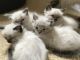 Ragdoll Cats for sale in Dallas Township, PA, USA. price: NA