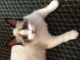 Ragdoll Cats for sale in Hudson, FL 34667, USA. price: $500