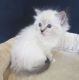 Ragdoll Cats for sale in Branford, FL 32008, USA. price: NA