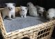 Ragdoll Cats for sale in Colorado Springs, CO, USA. price: NA