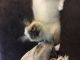 Ragdoll Cats for sale in Littlestown, PA 17340, USA. price: NA